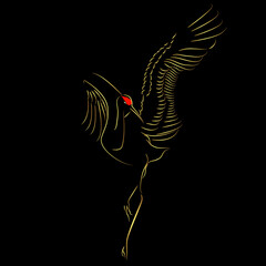 Golden border Eastern Sarus Crane or Grus Antigone Sharpii bird flying over black background