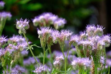 Sommerblumen einer Blumenwiese