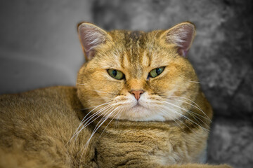 Take a close-up shot of a cute furry cat's face.