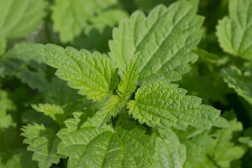 Top of stinging nettle, medicinal useful plant
