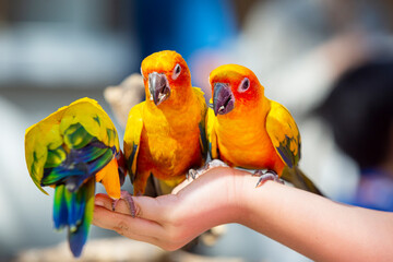 Sun conure eating sunflower seeds in hand