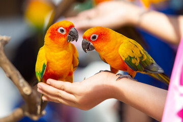 Sun conure eating sunflower seeds in hand
