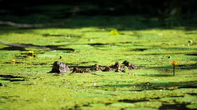 A family of mallard duck, mother duck and very tiny ducklings. A small pond covered with duckweed turned out to be home to a large family of waterfowl.