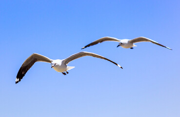 Seagulls in flight at the sea front in Melkbosstrand Cape Town South Africa during the summer holidays. 