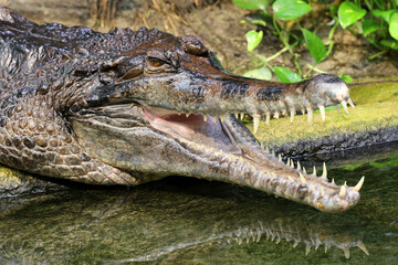 false gharial (tomistoma schlegelii) on river shore, close up view