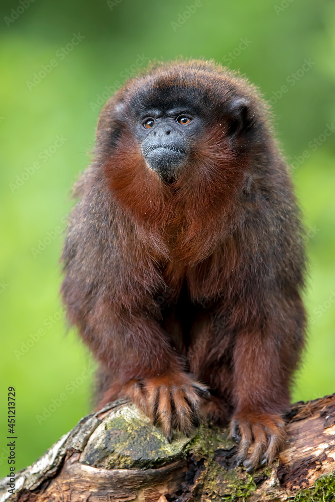 Canvas Prints a coppery titi (plecturocebus cupreus)