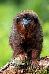 a coppery titi (Plecturocebus cupreus)
