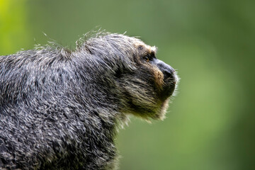 Fototapeta premium white-faced saki (Pithecia pithecia)