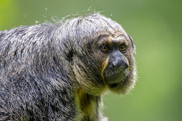 white-faced saki (Pithecia pithecia)
