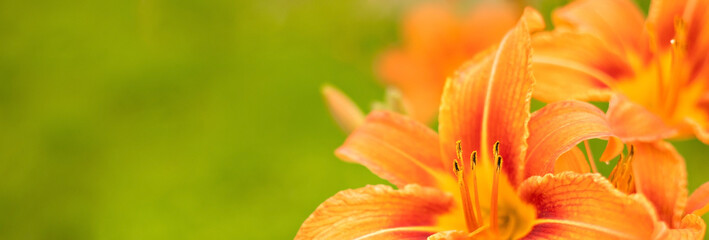 orange lily flower close up on green background