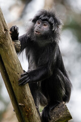The East Javan langur (Trachypithecus auratus)