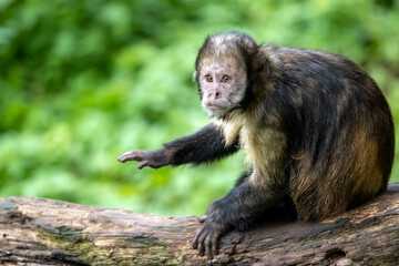 golden-bellied capuchin (Sapajus xanthosternos)