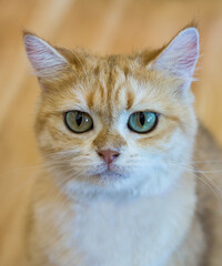 Take a close-up shot of a cute furry cat's face.