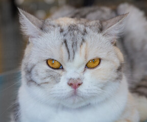 Take a close-up shot of a cute furry cat's face.