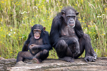 chimpanzee (Pan troglodytes) with baby in natural habitat.