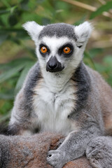 Naklejka na ściany i meble close up view of ring-tailed lemur (Lemur Catta)