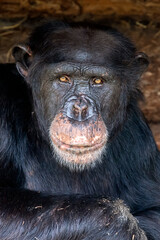 chimpanzee (Pan troglodytes) in natural habitat.