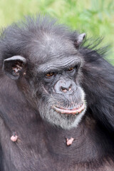 chimpanzee (Pan troglodytes) in natural habitat.