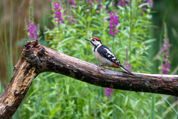 lesser spotted woodpecker (Dryobates minor)
