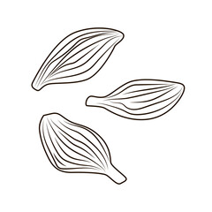 Cardamon in engraved style isolated on white background. Vintage sketch outline spice close up.