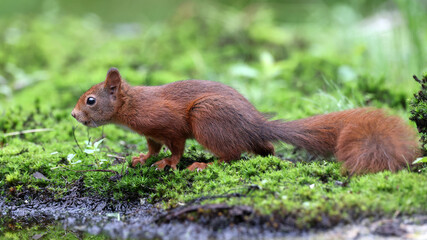 Naklejka na ściany i meble Eurasian red squirrel (Sciurus vulgaris)