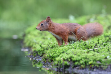 Eurasian red squirrel (Sciurus vulgaris)
