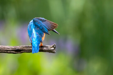 Common kingfisher (Alcedo atthis) bird