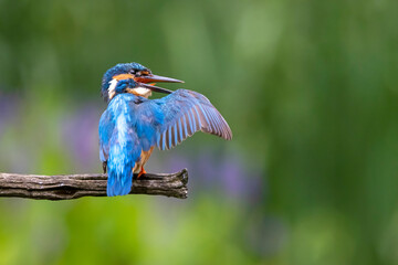 Common kingfisher (Alcedo atthis) bird