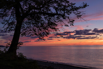 silhouette shoreline tree vibrant colors of a sunset sky