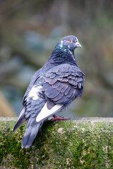a closeup shot of a feral pigeon (Columba livia domestica)
