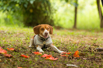 portrait of a cute beagle dog