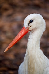 A white stork (Ciconia ciconia) portrait