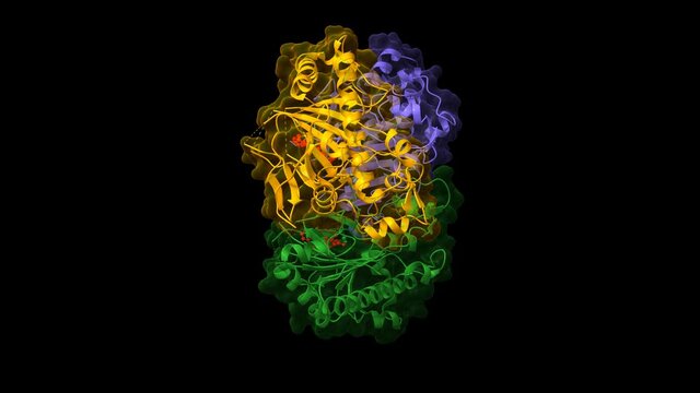 Deacetoxycephalosporin C synthase complexed with Penicillin G (red), animated 3D cartoon and Gaussian surface models, chain instance color scheme, based on PDB 1uof, black background