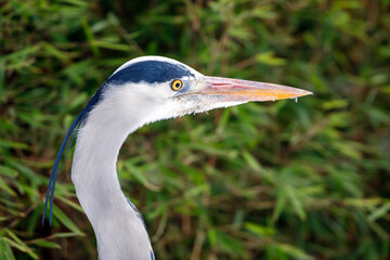 scenic view of beautiful Grey Heron (Ardea cinerea) bird at nature