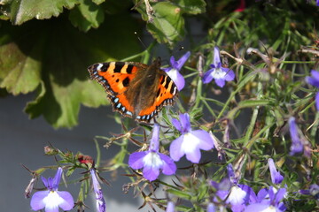 Schmetterling 