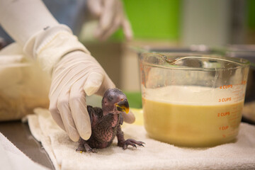 Feed the baby bird from the hand.