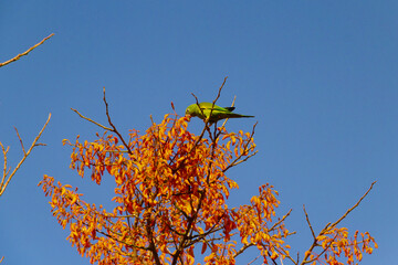 Um periquito empoleirado em um galho de mulungu florido.