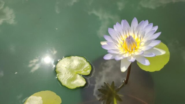 water lily or nymphaea flower blooming