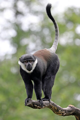 A L'Hoest's monkey (Allochrocebus lhoesti)