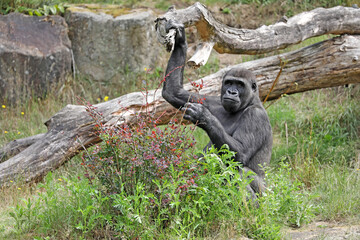 a closeup shot of a Western Lowland gorilla