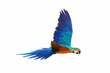 Colorful macaw parrot flying isolated on white background.