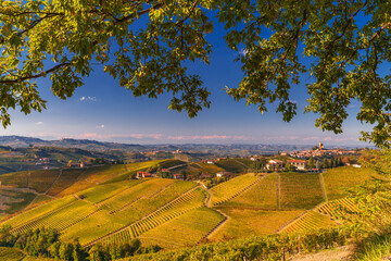 Fototapeta premium Panorama of the vineyards, in autumn, in the Langhe, Piedmont, Italy