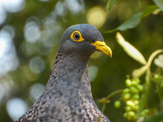 Obraz premium Portrait of the large African olive pigeon