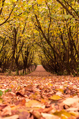 Plantation of Piedmontese hazelnut trees, Langhe, Italy