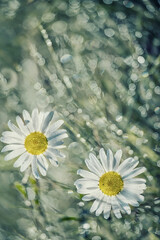 Fototapeta na wymiar Delicate daisies with dew drops and sparkling bokeh on the grass. artistic summer flower photo with soft selective focus.