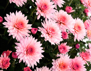  Flowers of chrysanthemum.