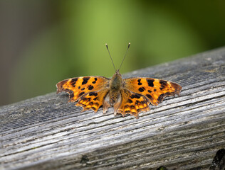 Comma Butterfly Resting on a Post. Wings Open.