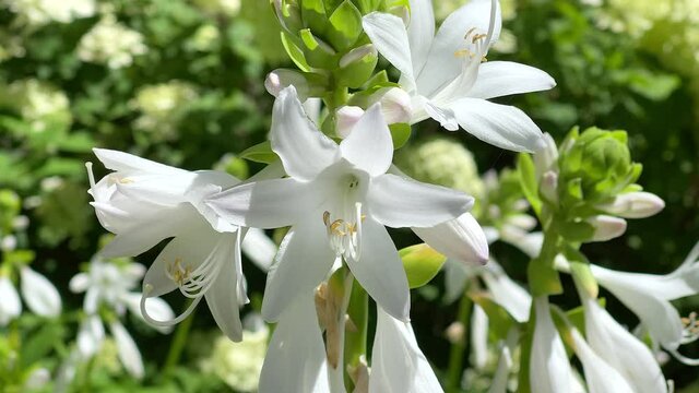 Fragrant Plantain Lily or Hosta Plantaginea