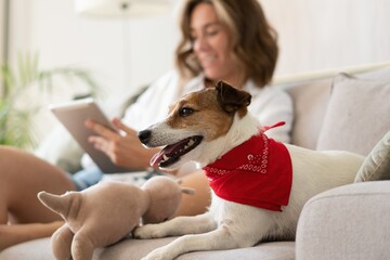 Happy beautiful woman with dog using digital tablet on sofa at home.