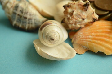 sea shells and euro coins